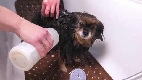 Close-up of a female groomer bathing a Pomeranian dog in a grooming salon. Stock Footage 317931663