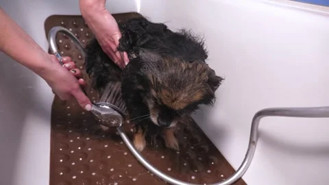 Close-up of a female groomer bathing a small pomeranian in the bathroom. Stock Footage 319431301