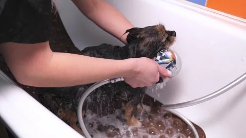 Close-up of a female groomer bathing a small pomeranian in the bathroom. Stock Footage 334941442