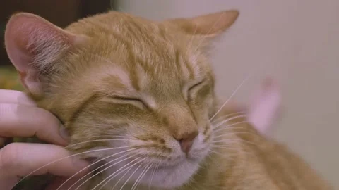 Close-up of a female hand caressing a ginger cat. Cat caresses close-up Stock Footage 146880663