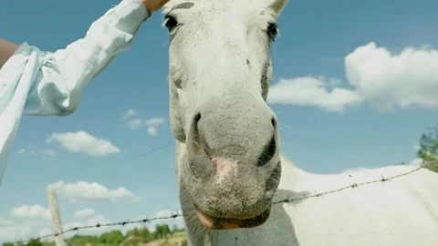 Close up of a female hand gently stroking and caressing a white horse on a Stock Footage 344728991