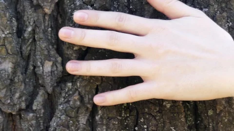 Close up of female hand gently touching a tree trunk in sunny day. Concept of Stock-Footage 106197397