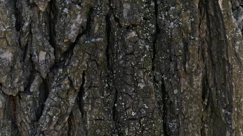 Close up of female hand gently touching a tree trunk in sunny day. Concept of Stock Footage 106197462