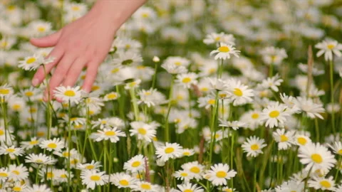 Close-up of female hand gently touching charming chamomile flower Stock Footage 244946353