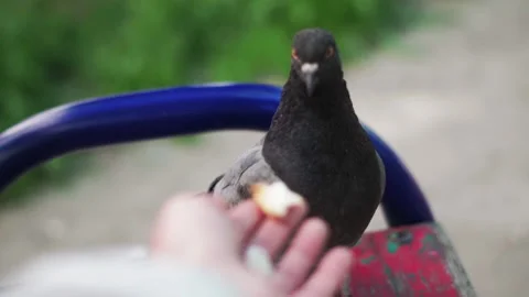 Close up of female hand giving bread crumb to pigeon, feeding street birds Video stock 193728125