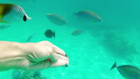 Close up female hand hold bread feed tropical colorful fish in indian ocean.. Vidéo 277276672