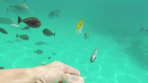 Close up female hand hold bread feed tropical colorful fish in indian ocean.. Stock Footage 278174337