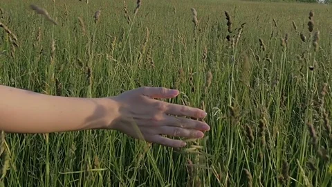 Close-up of a female hand passing through a field in slow motion. Stock Footage 77467758