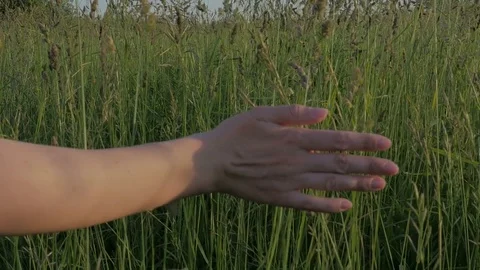Close-up of a female hand passing through a field. Stock Footage 77530832