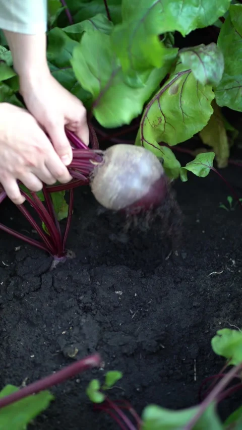 Close-up of female hand pulling beet from ground amid lush green foliage Stock Footage 341903261