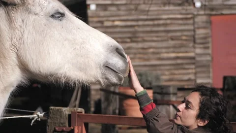 Close up of female hand stroking a gray andalusian mare. 스톡 동영상 151649224