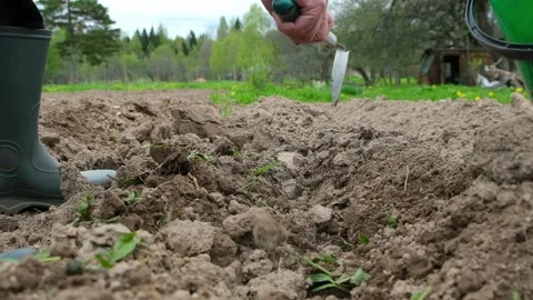 Close-up of female hand takes small hoe and loosens the ground. Preparation Stock Footage 238357065