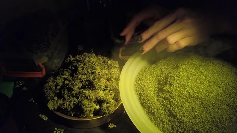 Close-up female hand taking one bud of medical cannabis from golden plate. Beaut Stock-Footage 128803682