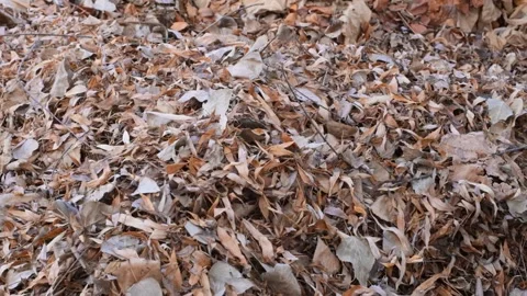 Close up of a female hand throwing dry golden leaves in autumn garden Stock Footage 130737113