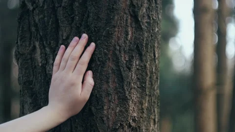 Close up of female hand touching and stroking bark of tree in forest Stock Footage 237603203