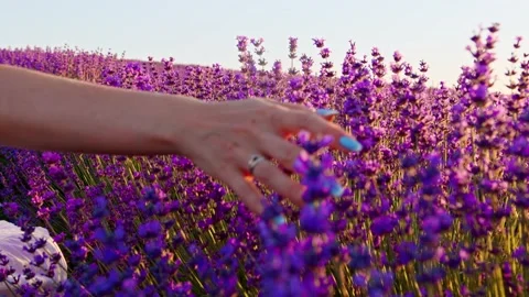 Close up of female hand touching lavender flowers in lavender field Stock Footage 201919324