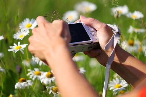 Close-up of female hands with camera capturing wild daisies Stock Photos