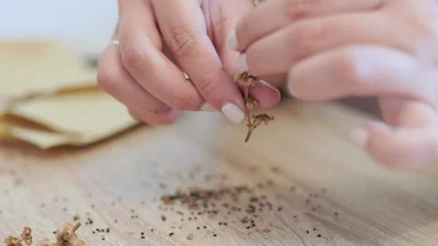 Close-up of female hands carefully extracting small, dark basil seeds from a Stock Footage 343385696
