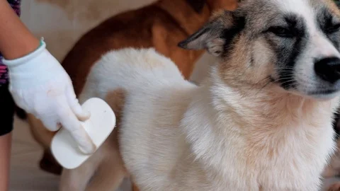 Close-up of female hands combing out caged stray dog in pet shelter. People Video stock 119628389