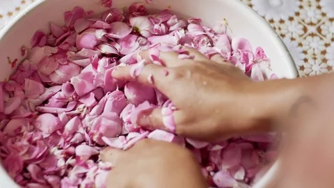 Close Up of Female Hands Cupping Delicate Pink Flower Bloom in Palms Vidéo 76734779