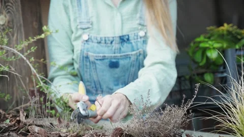 Close-up of female hands doing spring pruning Stock Footage 265646772