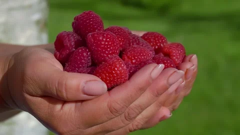 Close-up of female hands full of large juicy appetizing raspberries Stock Footage 288193970