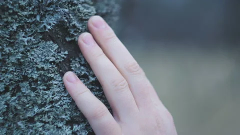 Close up of female hands gently touch tree bark covered in lush moss Stock Footage 237077017