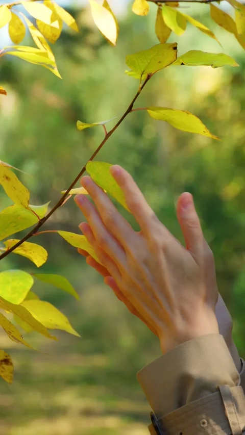 Close-up of female hands gently touching yellow autumn leaves. Stock Footage 285956069