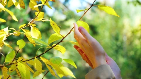 Close-up of female hands gently touching yellow autumn leaves. Stock Footage 285956249
