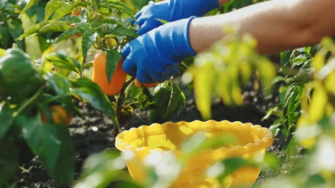Close up of female hands in gloves picking up yellow sweet bell peppers. Healthy Stock Footage 194460930
