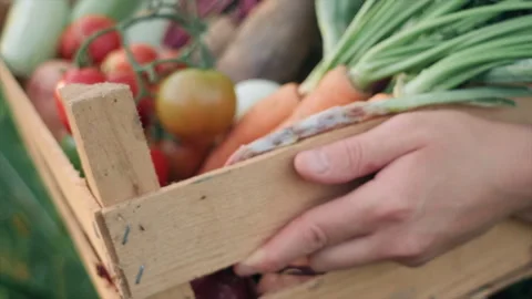 Close up of female hands holding box in which carrot, potato, tomatoes, zucchini Stock Footage 284213095