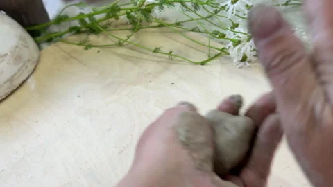 Close-up of female hands kneading soft clay, surrounded by blooming daisies. Pea Stock Footage 313072341