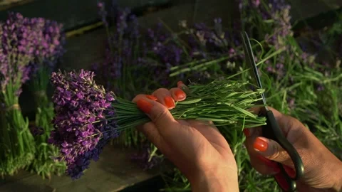 Close-up female hands making bouquets of lavender outdoors. Unrecognizable Stock Footage 278489568