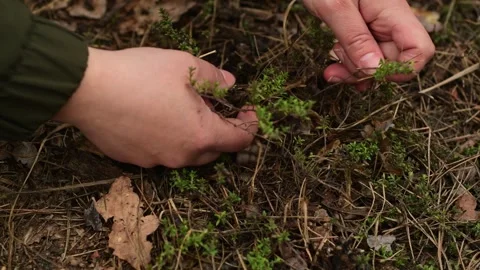 Close up of female hands picking fresh thyme growing in the forest. Vídeos de archivo 334601109