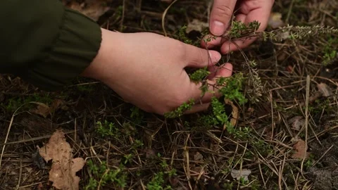 Close up of female hands picking fresh thyme growing in the forest. Видео 334601115