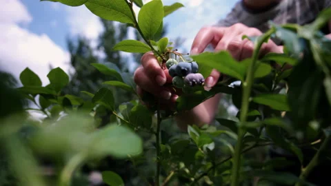 Close-up female hands picking large blueberries Stock Footage 201181789