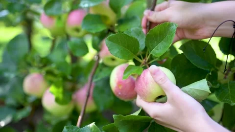 Close-up of female hands picking red apples on tree branch on sunny rainy day. Stockbeeldmateriaal 308974080