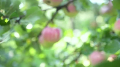 Close-up of female hands picking red apples on tree branch on sunny rainy day. 스톡 동영상 309778811