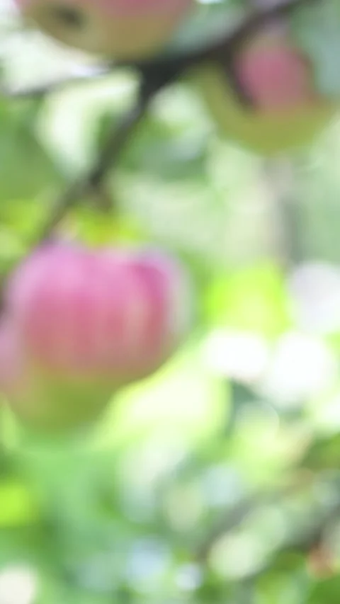 Close-up of female hands picking red apples on tree branch on sunny rainy day.cy Stock-Footage 309790403