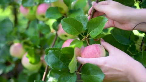 Close-up of female hands picking red apples on tree branch on sunny rainy day. 스톡 동영상 312771337