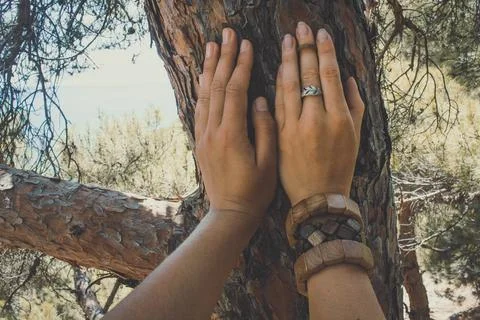 Close up female hands on pine tree trunk concept photo Stock Photos