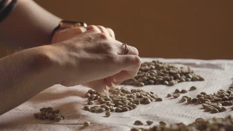 Close-up of female hands separating green coffee beans Stock Footage 162966285