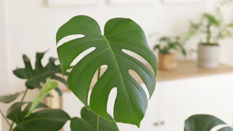 Close-up female hands spraying monstera leaves with bottle. Springtime to care Stock Footage 171656971
