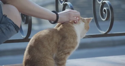 Close up female hands stroking a ginger stray cat outdoor.  스톡 동영상 113168378
