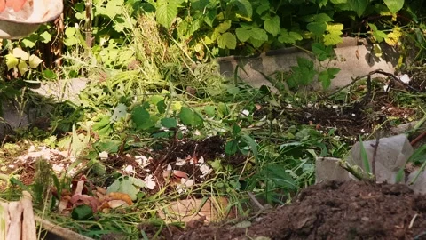Close-up of female hands throwing potatoes peel into compost heap in backyard Stock Footage 245238531