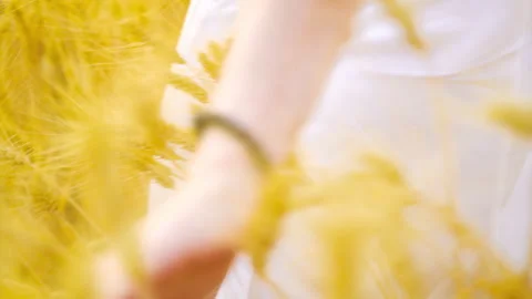Close up of female hands touching ripe golden wheat spikes in field Stock Footage 344972269