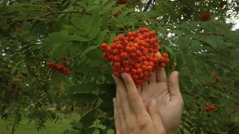 Close up female hands touching  rowan on a branch of tree in the park. 스톡 동영상 202883852