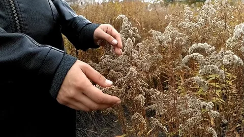 Close up female hands touching spikelets in the field in autumn Видео 117192563