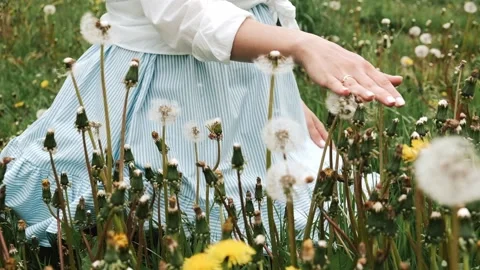 Close-up of female hands touching white dandelions.Slow motion. Stock Footage 199241726