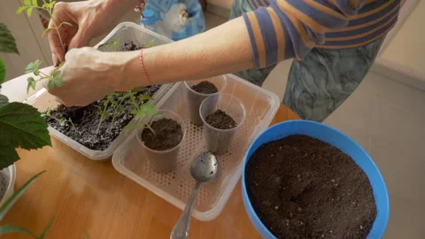 Close-up of Female Hands Transplanting Cherry Tomato Seedling into Plastic Cup Stock Footage 331592289
